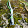 Laisse verte