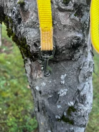Laisse jaune