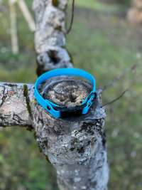 Collier Biothane bleu 38cm