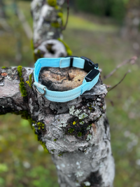 Collier lumineux bleu 29-37cm