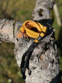 Laisse jaune