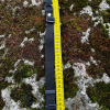 Collier 36-54cm