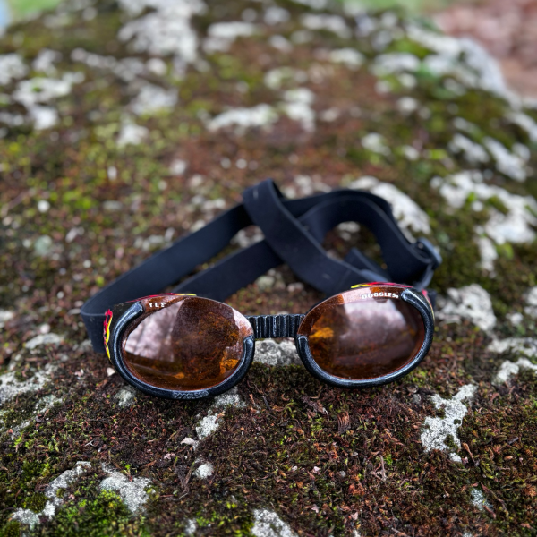 Lunette chien XL