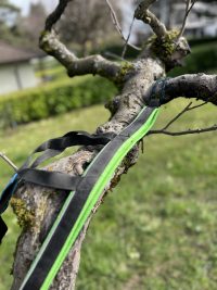 Harnais traction 31-34kg