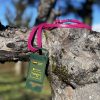 Laisse cuir rose