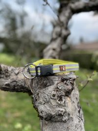 Collier dogscreek L