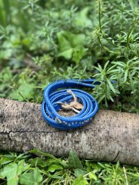 Laisse cuir bleu avec strass