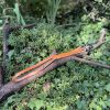 Laisse cuir martin Sellier 100cm