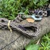 Collier/laisse 33- 52cm