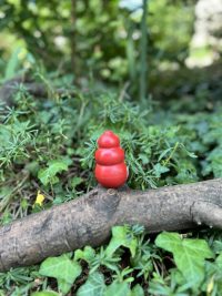 Kong classique S