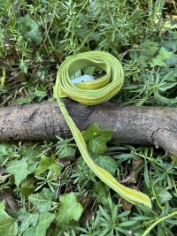 Laisse en tissu verte 150cm