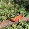 Collier orange 36-45cm