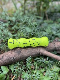 Jouet reflex stick kong