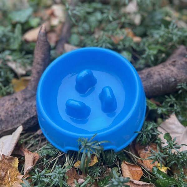 Gamelle antiglouton bleue